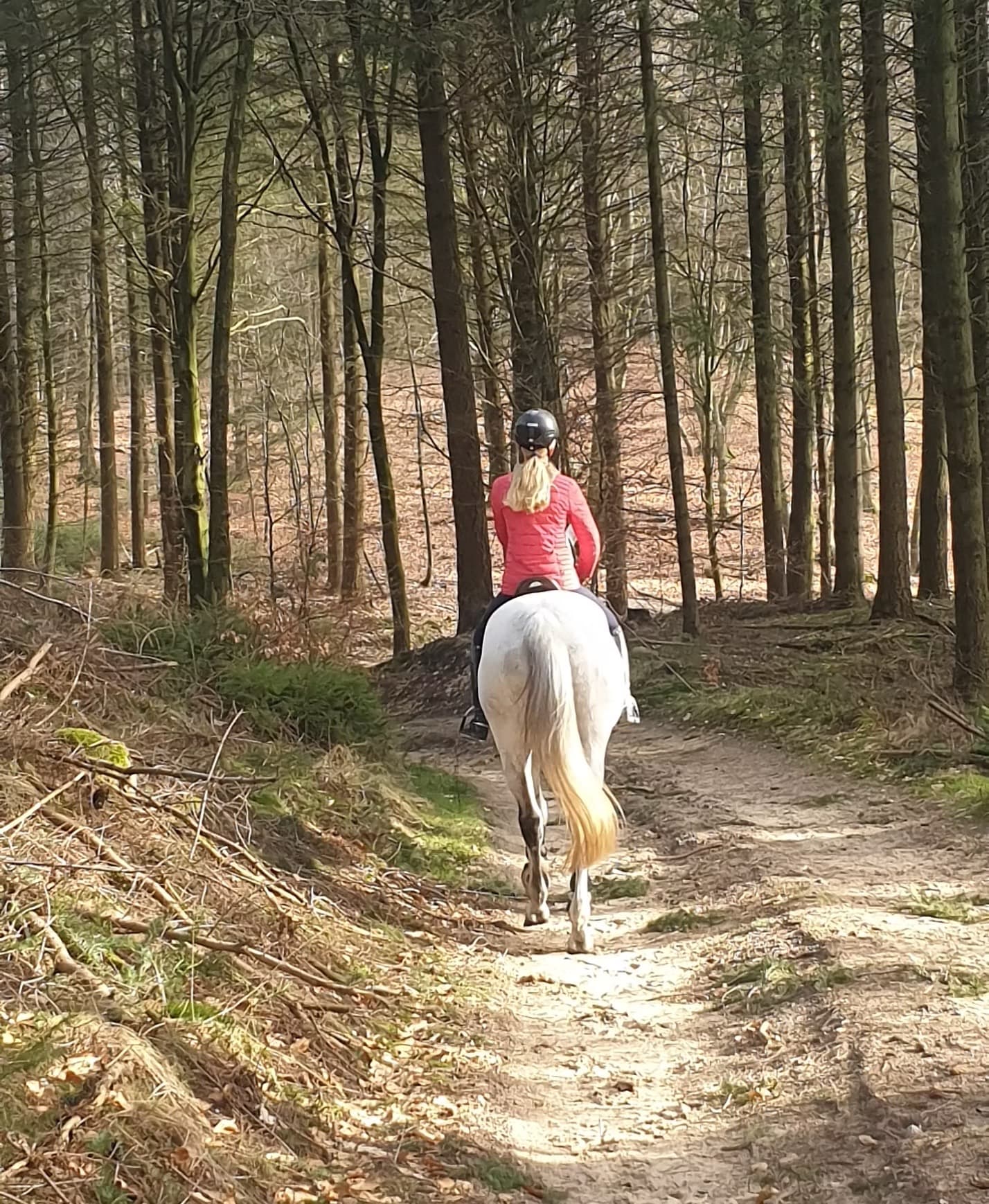 Reiten auf einem Waldweg bei Gut Nehmten
