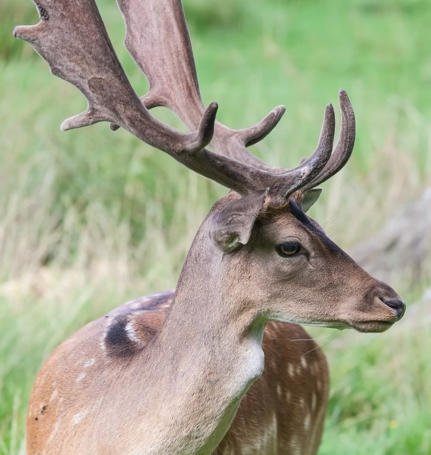 Damwild im Nehmtener Forst